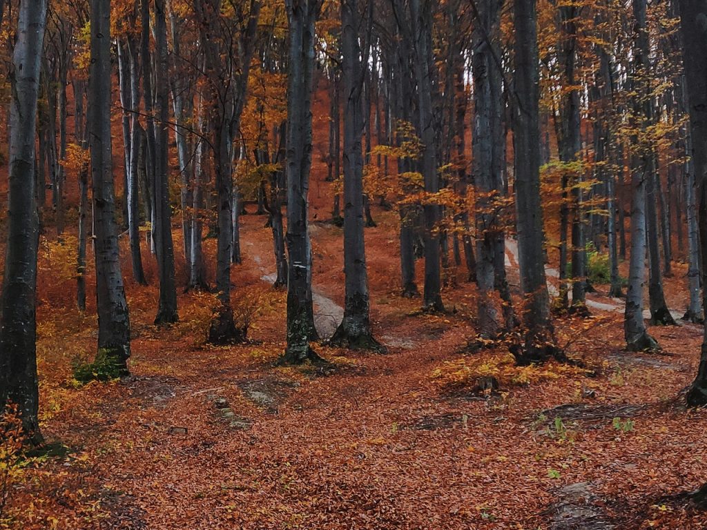 trees-in-forest-during-autumn