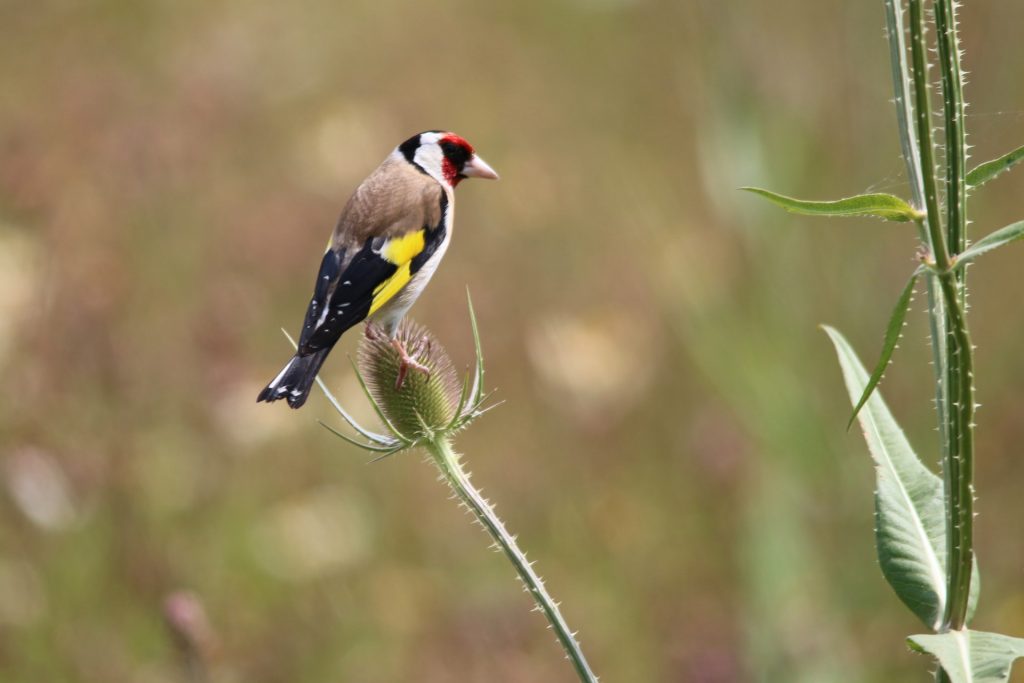 Birdwatching near Norwood. Goldfinch on a green bud